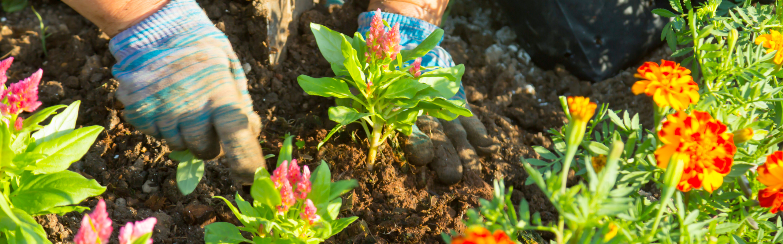 Mocne wsparcie w ogrodzie czy kuchni. Tak Comarch ERP XL zwiększa potencjał VACO RETAIL